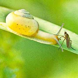 Quelle: Privat Schnecke und Käfer auf einem Blatt - Titelbild für den Kurs Gewaltfreie Kommunikation